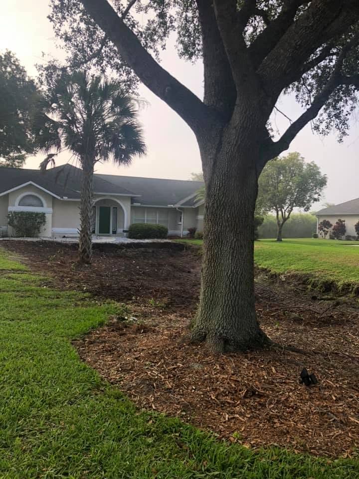 Cleared, mulched ground under a live oak beside a home